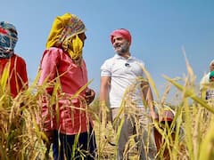 Chhattisgarh Election 2023: खेत में किसानों के साथ धान काटते देसी लुक में दिखे राहुल गांधी, देखें वायरल तस्वीरें