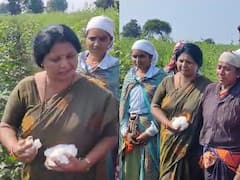 Sushma Andhare: 'शेतकरी' सुषमा अंधारे, थेट रानात गेल्या आणि भराभर वेचला कापूस