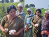 Sushma Andhare: 'शेतकरी' सुषमा अंधारे, थेट रानात गेल्या आणि भराभर वेचला कापूस
