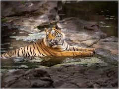 उत्तराखंड: जिम कॉर्बेट नेशनल पार्क के बिजरानी जोन में मिला बाघ का शव, सवालों में जानवरों की सुरक्षा