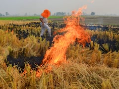 Stubble Burning In Punjab, Haryana, Delhi-NCR Down By 54% Compared To 2022, Centre Says