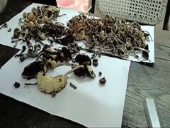 கொரியர் மூலம் வெளி மாநிலங்களுக்கு போதை காளான் விற்பனை - பெண்கள் உட்பட மூவர் கைது