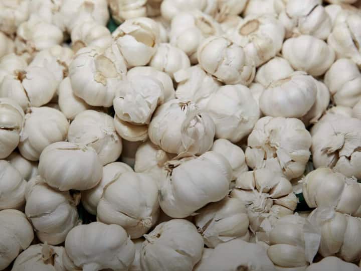 Rajasthan Garlic area increased due to price increase 35 to 40 thousand hectares more sowing this year ANN Rajasthan News: दाम बढ़ने पर बढ़ा लहसुन का रकबा, बीते साल से 35-40 हजार हेक्टेयर होगी ज्यादा बुवाई