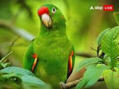 Vastu Tips: ઘરે પોપટ પાળવાના છે અનેક ફાયદા, પરંતુ આ વાતોનું રાખો ધ્યાન