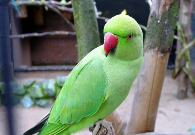 પોપટને એકલા ન રાખોઃ પોપટને ઘરમાં એકલા ન રાખવા જોઈએ. જો તમે પોપટ પાળવાનું વિચારી રહ્યા છો તો તમારી સાથે મૈના રાખો અથવા પોપટને જોડીમાં રાખો, પોપટ-મૈનાની જોડી ઘરમાં રાખવાથી પતિ-પત્નીના સંબંધોમાં પ્રેમ વધે છે.