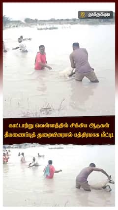 காட்டாற்று வெள்ளத்தில் சிக்கிய ஆடுகள் தீயணைப்புத் துறையினரால் பத்திரமாக மீட்பு