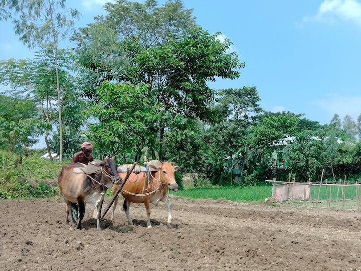 Pradhan Mantri Fasal Bima Yojana: प्रधानमंत्री फसल बीमा योजना का लाभ पाने के लिए किसान भाई आधिकारिक पोर्टल pmfby.gov.in पर जाकर रजिस्ट्रेशन कर सकते हैं.