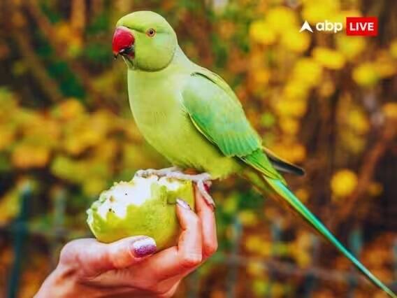 પોપટ પાળવાની દિશાઃ વાસ્તુશાસ્ત્રમાં દિશાનું ઘણું મહત્વ છે. આવી સ્થિતિમાં પોપટના પિંજરાને પૂર્વ કે ઉત્તર દિશામાં રાખવું શુભ છે. કારણ કે આ દિશા ભગવાન કુબેર અને માતા લક્ષ્મીની છે. આ દિશામાં પોપટ રાખવાથી ઘરમાં સુખ-સમૃદ્ધિ વધે છે.