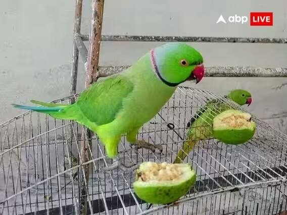 બાળકોને અભ્યાસમાં લાગે છે મન: જે ઘરોમાં નાના બાળકો હોય તેમણે પોપટ અવશ્ય રાખવો જોઈએ. પોપટ રાખવાથી બાળકોનું મન તેજ થાય છે, મગજની એકાગ્રતા વધે છે અને બાળકોને અભ્યાસમાં રસ પડે છે.