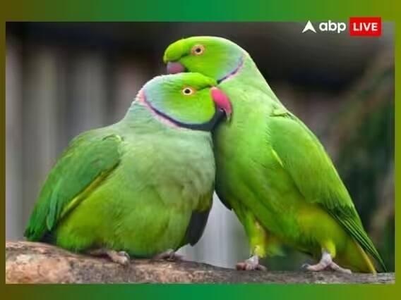 પોપટને લીલા રંગની વસ્તુઓ ખવડાવોઃ જો તમારા ઘરમાં પોપટ છે તો તેના ખાનપાનનું સંપૂર્ણ ધ્યાન રાખો. તેને શક્ય હોય ત્યાં સુધી માત્ર લીલા રંગની વસ્તુઓ જ ખવડાવો. જો તમારા દ્વારા રાખવામાં આવેલ પોપટ ખુશ રહે તો તે ઘરમાં આશીર્વાદ લાવે છે. ક્રોધિત પોપટ ઘર માટે નકારાત્મકતાનું કારણ બને છે.