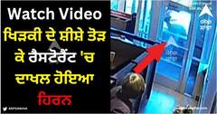 Viral Video: ਖਿੜਕੀ ਦੇ ਸ਼ੀਸ਼ੇ ਤੋੜ ਕੇ ਰੈਸਟੋਰੈਂਟ 'ਚ ਦਾਖਲ ਹੋਇਆ ਹਿਰਨ, ਡਰ ਦੇ ਮਾਰੇ ਭੱਜਦੇ ਨਜ਼ਰ ਆਏ ਲੋਕ, ਸਾਹਮਣੇ ਆਈ ਵੀਡੀਓ!