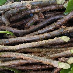 Benefits of Giloy : ਗਲੋਅ ਨੂੰ ਕਿਉਂ ਮੰਨਿਆ ਜਾਂਦਾ ਅੰਮ੍ਰਿਤ?