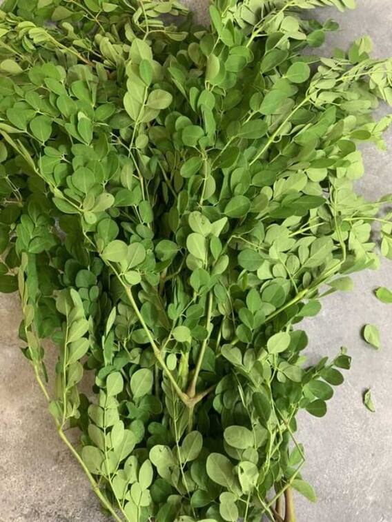 मोरिंगा के पत्ते खाने से दूर होती हैं ये बीमारियां