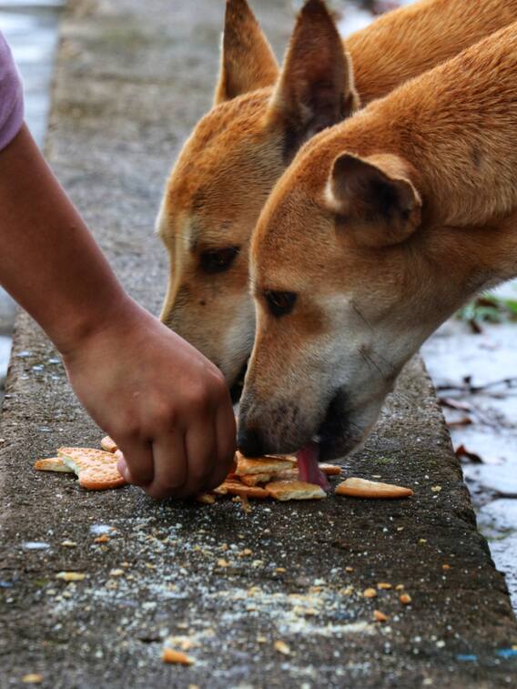 कोणत्या राज्यांत आहेत सर्वात जास्त भटके कुत्रे?