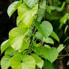 Benefits of Giloy : ਗਲੋਅ ਨੂੰ ਕਿਉਂ ਮੰਨਿਆ ਜਾਂਦਾ ਅੰਮ੍ਰਿਤ?