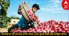 Onion Price Hike: ਪਿਆਜ਼ ਦਾ ਵੀ ਟਮਾਟਰ ਵਾਲਾ ਹਾਲ! 150 ਰੁਪਏ ਕਿਲੋ ਤੱਕ ਜਾਏਗਾ ਭਾਅ!