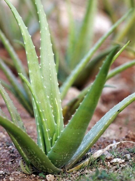 शरीर की कई दिक्कतों को दूर करने के लिए इस तरह करें एलोवेरा का सेवन