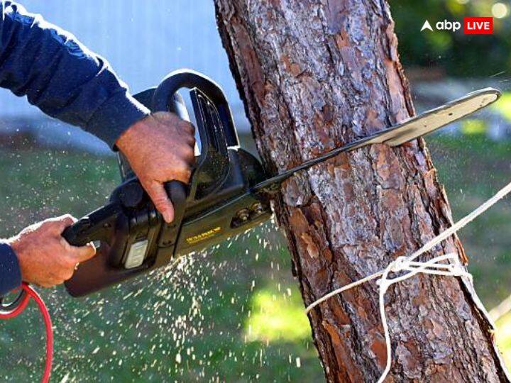 कार्तिक माह में किसी भी पेड़ को न काटें, क्योंकि पेड़ को बहुत पुजनीय माना जाता है. ऐसा करने पर त्रिदेव की नाराजगी का सामना करना पड़ सकता है.