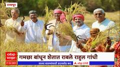 Rahul Gandhi : राहुल गांधींनी रायपूरजवळील कथिया गावात केली भातकापणी