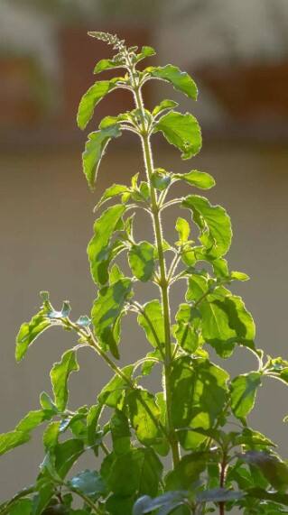 લગ્ન ન થઈ રહ્યા હો તો કરો તુલસીના આ ટોટકા