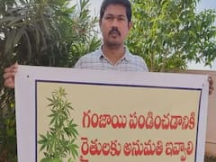 అనుమతి ఇచ్చేయండి సార్‌- గంజాయి పండించుకుంటాం ! 