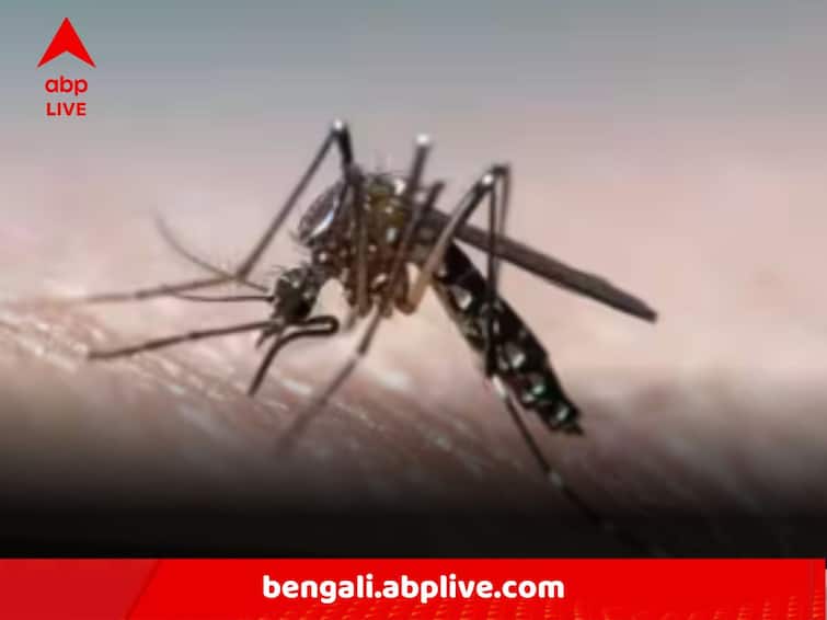 Almost 9 Thousand Infected With Dengue Within 11 Days From Mahalaya To Vijaya Dashami In West Bengal Dengue Update:উৎসবের মরশুমে রাজ‍্যে আরও ভয়াবহ ডেঙ্গি, মহালয়া থেকে দশমী পর্যন্ত আক্রান্ত প্রায় ৯ হাজার