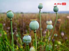 भारत में सबसे ज्यादा अफीम कहां उगाई जाती है... कितने रुपये में बिकती है?