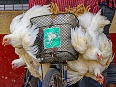 दिल्ली में धार्मिक स्थलों से इतनी दूरी पर होंगी मीट की दुकानें, MCD ने प्रस्ताव को दी मंजूरी