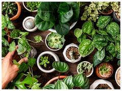 આ ઇન્ડોર પ્લાન્ટને ઘરમાં લગાવો, ઘરની હવા રહેશે સ્વચ્છ