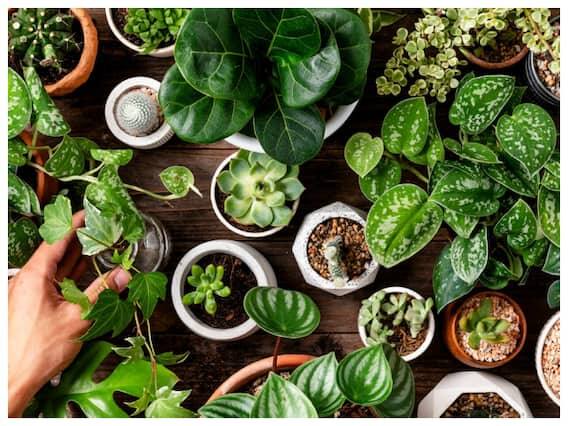 આજકાલ પ્રદૂષણને કારણે આપણા ઘરની હવા પણ પ્રદૂષિત થઈ રહી છે. પ્રદૂષિત હવા સ્વાસ્થ્ય માટે હાનિકારક હોઈ શકે છે. આવી સ્થિતિમાં ઘરમાં ઇન્ડોર છોડ લગાવવો સારો વિકલ્પ બની શકે છે. ચાલો જાણીએ કે વાયુ પ્રદૂષણથી બચાવવા માટે ઘરમાં કયા છોડ લગાવવા જોઈએ.