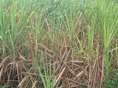 சுப்பிரமணிய சிவா கூட்டுறவு சர்க்கரை ஆலையில் 3.30 லட்சம் கரும்பு அரவை செய்ய இலக்கு