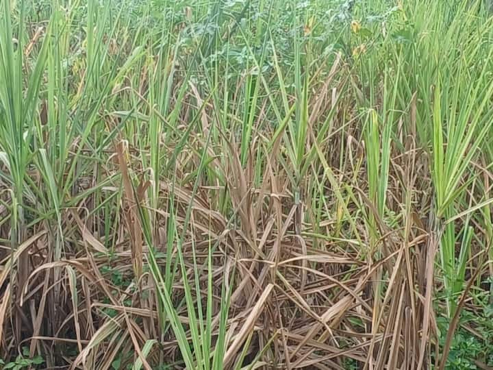Dharmapuri news 3.30 lakh sugarcane mill target to be milled at Subramania Siva Co-operative Sugar Mill TNN Dharmapuri: சுப்பிரமணிய சிவா கூட்டுறவு சர்க்கரை ஆலையில் 3.30 லட்சம் கரும்பு அரவை செய்ய இலக்கு