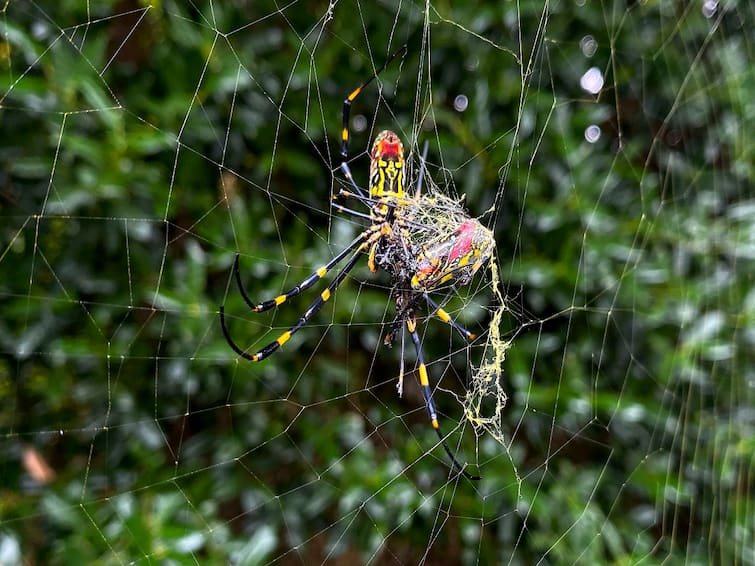 Agriculture news Lets protect the spiders that eat the insects that harm the crops பயிருக்கு தீமை செய்யும் பூச்சிகளை உண்ணும் சிலந்திகளை பாதுகாப்போம்