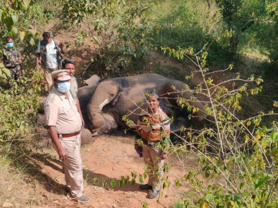 ஓசூர் அருகே அதிர்ச்சி...ஆண் யானை துப்பாக்கியால் சுட்டுக்கொலை