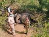 ஓசூர் அருகே அதிர்ச்சி...ஆண் யானை துப்பாக்கியால் சுட்டுக்கொலை