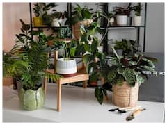 આ ઇન્ડોર પ્લાન્ટને ઘરમાં લગાવો, ઘરની હવા રહેશે સ્વચ્છ