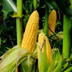 Corn Benefits: ਪੌਸ਼ਕ ਤੱਤਾਂ ਦਾ ਖਜ਼ਾਨਾ ਹਨ ਮੱਕੀ ਦੇ ਦਾਣੇ