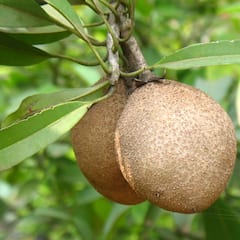 Sapodilla: ਚੀਕੂ ਖਾਣ ਨਾਲ ਠੀਕ ਹੋ ਸਕਦੀਆਂ ਨੇ ਇਹ ਵੱਡੀਆਂ ਬਿਮਾਰੀਆਂ