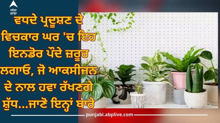 Best Indoor Plants: these indoor plants must be planted in house, which will keep air pure with oxygen Best Indoor Plants: ਵਧਦੇ ਪ੍ਰਦੂਸ਼ਣ ਦੇ ਵਿਚਕਾਰ ਘਰ 'ਚ ਇਹ ਇਨਡੋਰ ਪੌਦੇ ਜ਼ਰੂਰ ਲਗਾਓ, ਜੋ ਆਕਸੀਜਨ ਦੇ ਨਾਲ ਹਵਾ ਰੱਖਣਗੇ ਸ਼ੁੱਧ