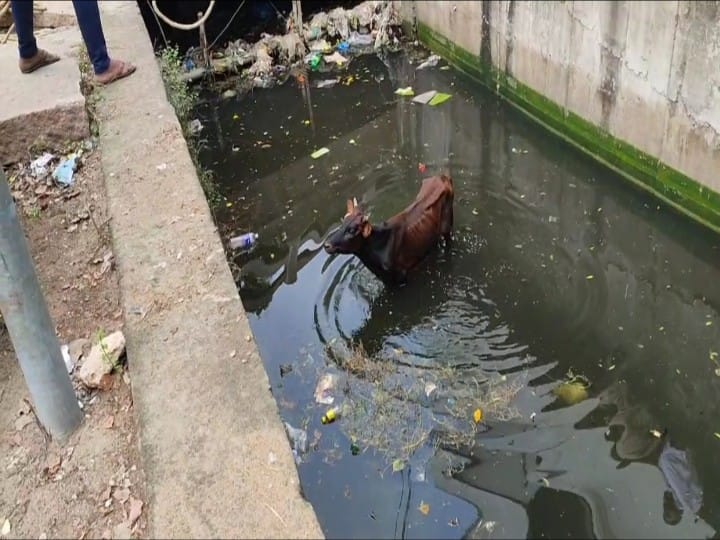 மதுரையில் மழைநீர் வடிகால்களில் விழும் கால்நடைகள்; மீட்க அலைக்கழிக்கப்படும் தீயணைப்புத்துறையினர்