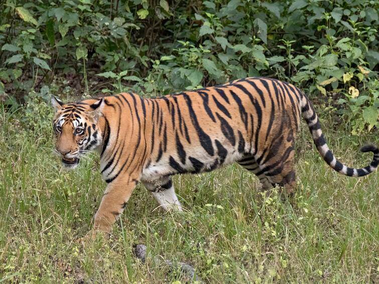 Tiger Scare Grips Srikakulam Villages Police alerts people Tiger Wandering: పులి తిరుగుతోంది, రాత్రి పూట బయటకు రావొద్దు - శ్రీకాకుళం జిల్లా వాసులకు పోలీసుల హెచ్చరిక!