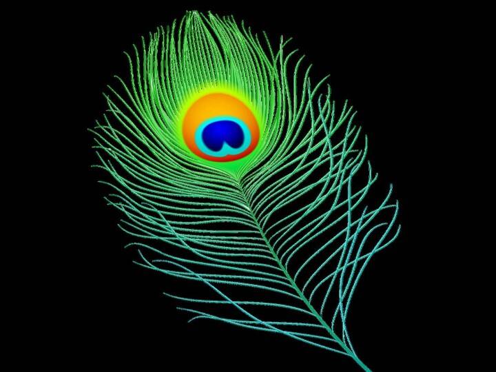 मोरपंख - मोरपंख कष्टों का नाश करता है. करवा चौथ के दिन घर में मोरपंख जरुर लाएं, इससे पति-पत्नी के रिश्तों में कभी खटास नहीं आएगी.