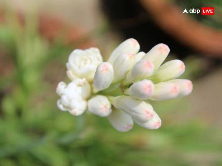 रजनीगंधा - वास्तु के अनुसार घर पर रजनीगंधा का पौधा लगाने से वैवाहिक जीवन में मधुरता आती है. साथ ही पति-पत्नी के कमरे में रजनीगंधा का फूल रखना चाहिए. इससे आपसी प्यार बढ़ता है. ऐसे में करवा चौथ के दिन रजनीगंधा का पौधा घर लाना बेहद शुभ रहेगा.