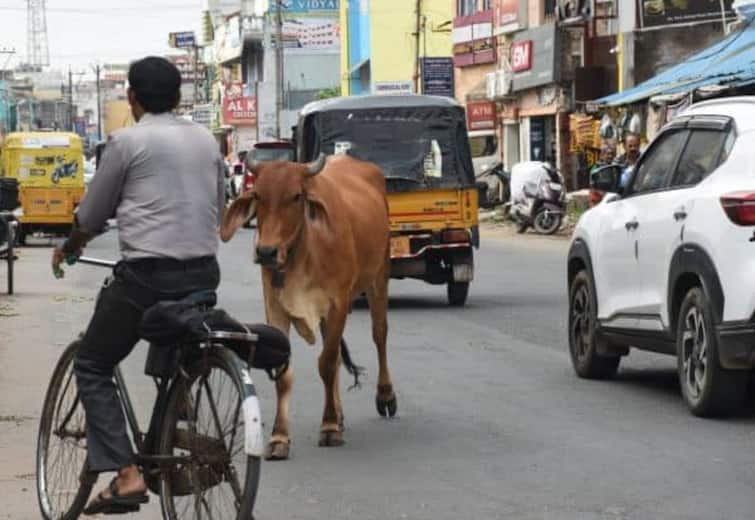 Cancellation of tender issued for catching cattle in Trichy Corporation Mayor Anbazagan's announcement TNN திருச்சி மாநகராட்சியில் கால்நடைகள் பிடிக்க விடப்பட்ட டெண்டர் ரத்து - மேயர் அன்பழகன் அறிவிப்பு