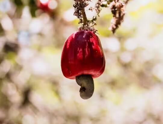 cultivate-cashew-at-home-know-full-process Cashew at Home: ਘਰ ‘ਚ ਕਰੋ ਕਾਜੂ ਦੀ ਖੇਤੀ, ਹੋਵੇਗੀ ਚੰਗੀ ਕਮਾਈ, ਜਾਣੋ ਤਰੀਕਾ