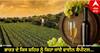 Wine Capital of India: ਭਾਰਤ ਦੇ ਕਿਸ ਸ਼ਹਿਰ ਨੂੰ ਕਿਹਾ ਜਾਂਦੈ ਵਾਈਨ ਕੈਪੀਟਲ... ਕੀ ਉੱਥੇ ਘਰ-ਘਰ ਵਿੱਚ ਬਣਦੀ ਹੈ ਵਾਈਨ?