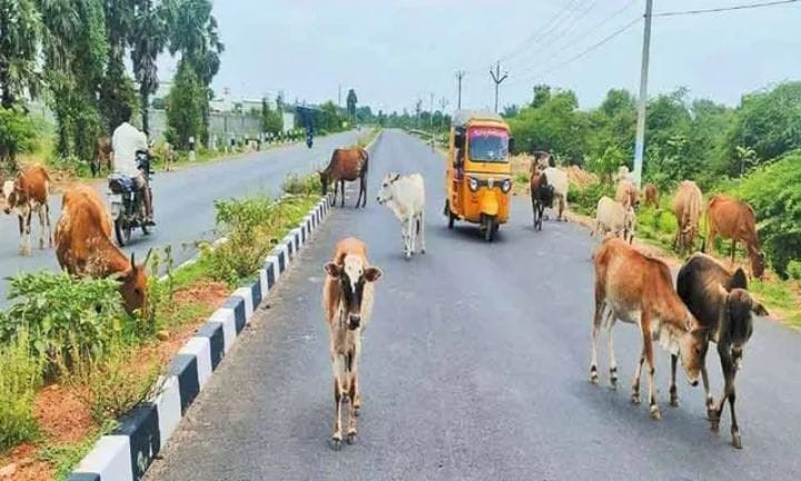 திருச்சி மாநகராட்சியில் கால்நடைகள் பிடிக்க விடப்பட்ட டெண்டர் ரத்து - மேயர் அன்பழகன் அறிவிப்பு