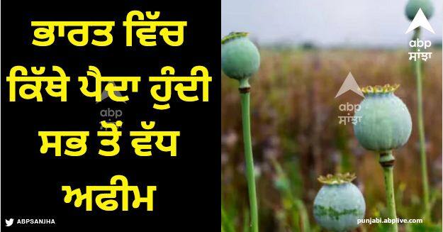 where is opium grown the most in india and price Afeem Farming: ਭਾਰਤ ਵਿੱਚ ਕਿੱਥੇ ਪੈਦਾ ਹੁੰਦੀ ਸਭ ਤੋਂ ਵੱਧ ਅਫੀਮ... ਇਹ ਕਿੰਨੇ ਵਿੱਚ ਵਿਕਦੀ?