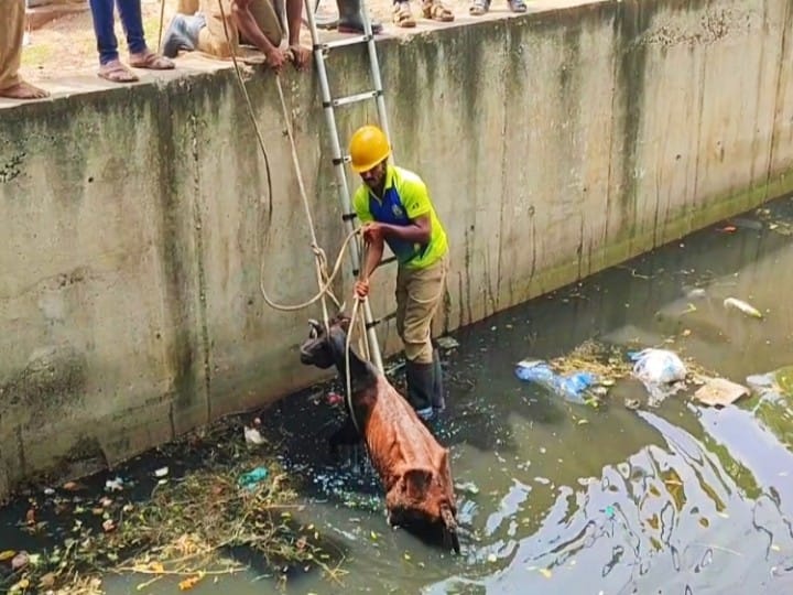 மதுரையில் மழைநீர் வடிகால்களில் விழும் கால்நடைகள்; மீட்க அலைக்கழிக்கப்படும் தீயணைப்புத்துறையினர்