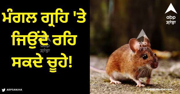 rats can survive on mars with less oxygen many mysteries may be revealed humans in mars Rats Survive On Mars: ਮੰਗਲ ਗ੍ਰਹਿ 'ਤੇ ਜਿਉਂਦੇ ਰਹਿ ਸਕਦੇ ਚੂਹੇ! ਨਵੀਂ ਖੋਜ ਤੋਂ ਬਾਅਦ ਕਈ ਰਹੱਸ ਆ ਸਕਦੇ ਨੇ ਸਾਹਮਣੇ